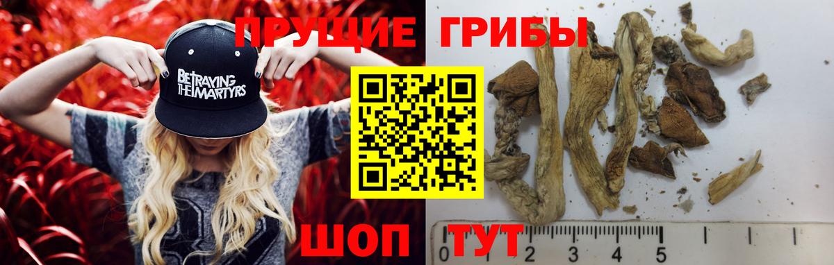 Галлюциногенные грибы Psilocybe  Вход с VPN  Азнакаево 